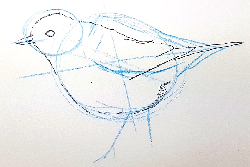 vogel zeichnen 11