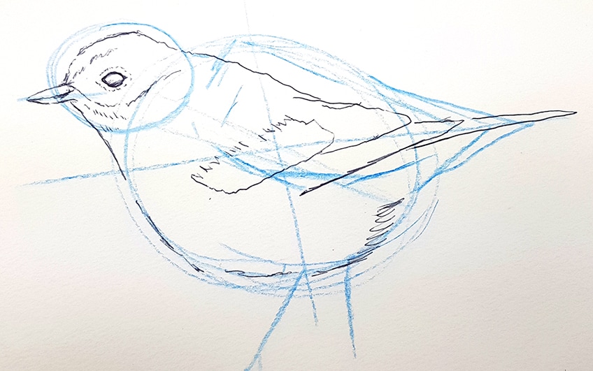 vogel zeichnen 12