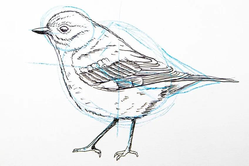 vogel zeichnen 13
