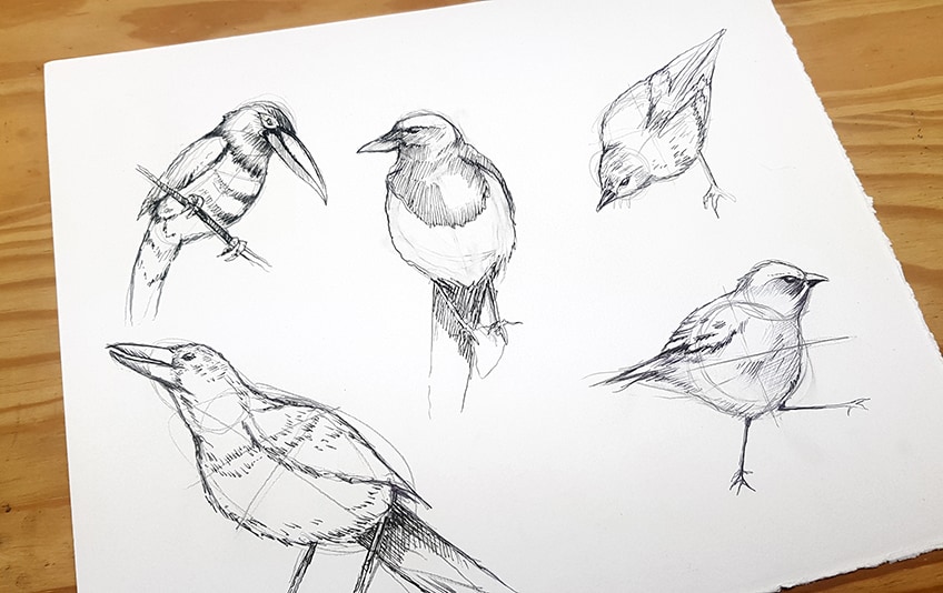 vogel zeichnen 14