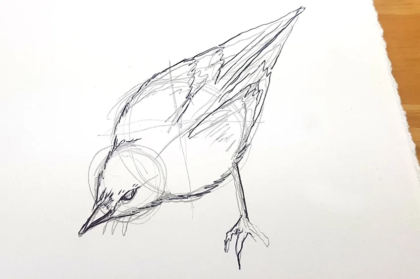 vogel zeichnen 17
