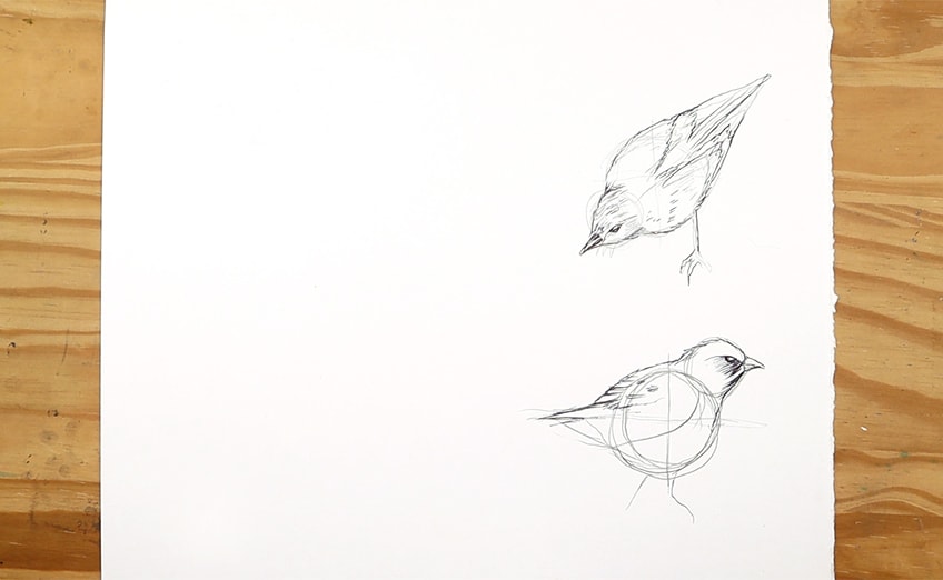 vogel zeichnen 21