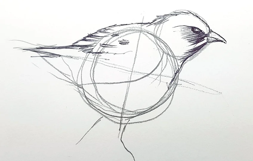 vogel zeichnen 22