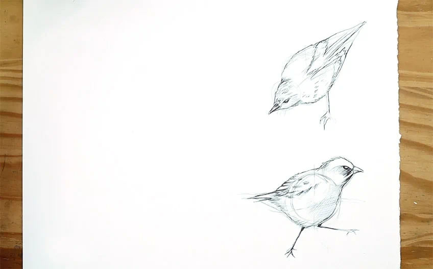 vogel zeichnen 23