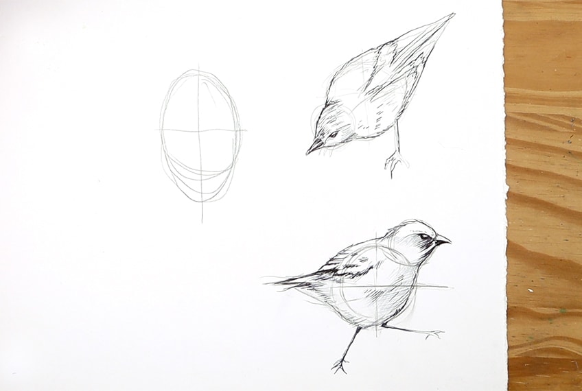 vogel zeichnen 24