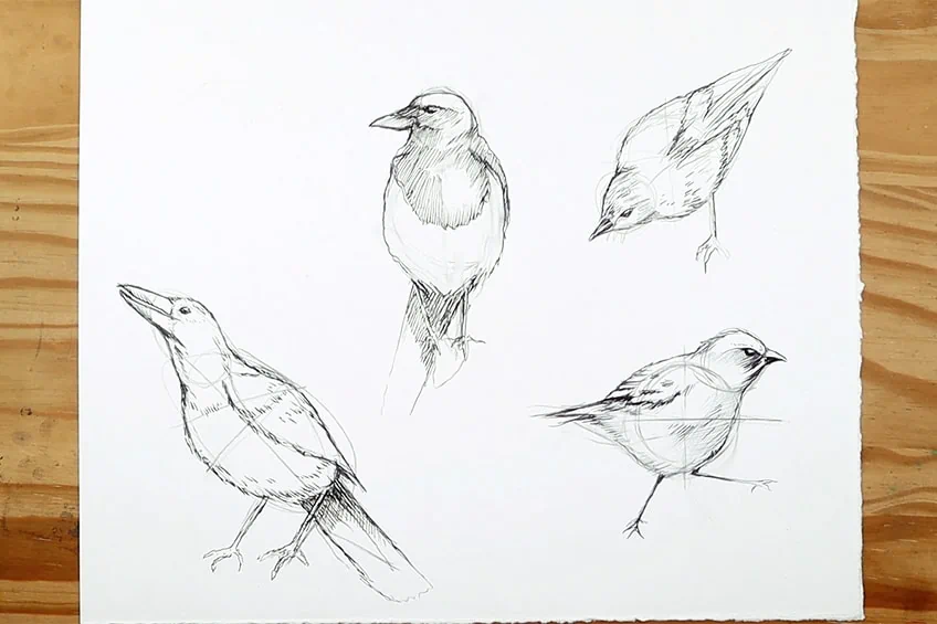 vogel zeichnen 34