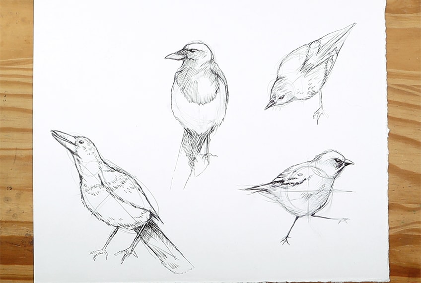 vogel zeichnen 35