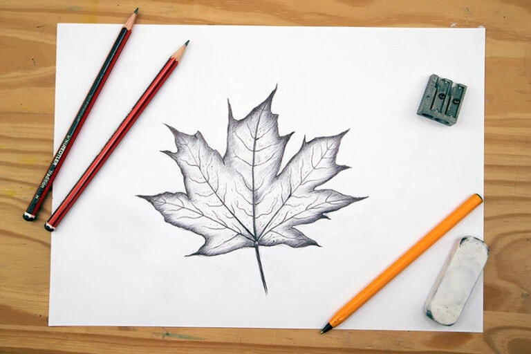 Blätter zeichnen – Anleitung für verschiedene realistische Blätter