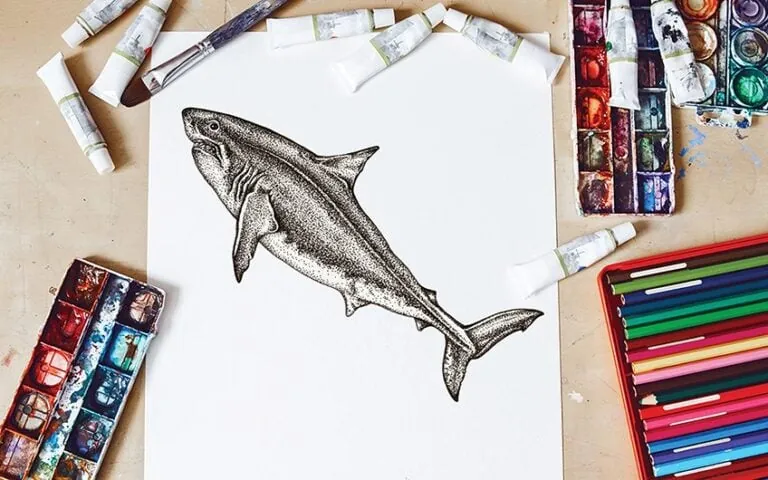Hai zeichnen – Lerne einen realistischen Hai zu malen
