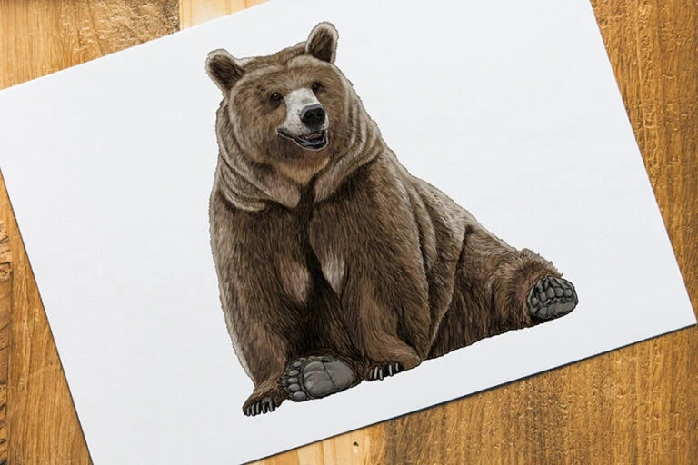 Bär zeichnen – Lerne einen realistischen Grizzlybären zu malen