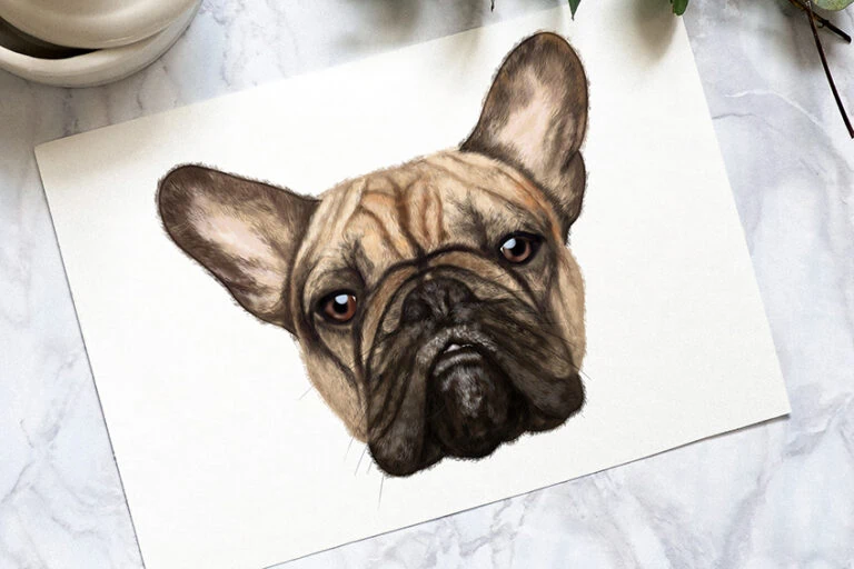 Hundekopf zeichnen – Anleitung für ein realistisches Hundegesicht