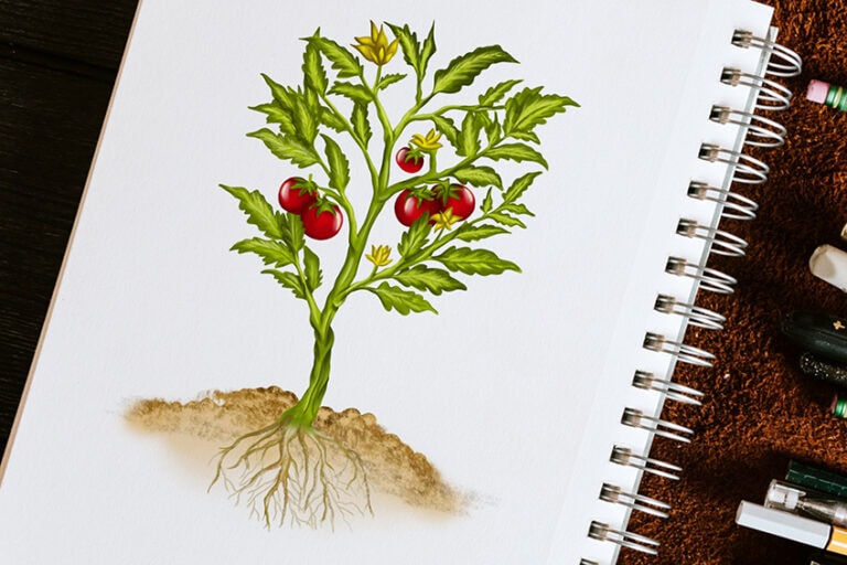 Pflanzen zeichnen – Malanleitung für Pflanzenzeichnungen