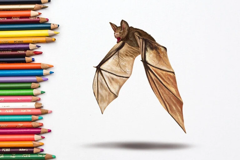 Fledermaus zeichnen – In 14 Schritten zur Fledermaus Zeichnung