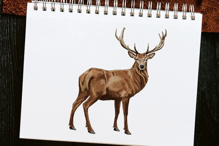 Hirsch zeichnen – Erstelle eine realistische Hirsch-Zeichnung