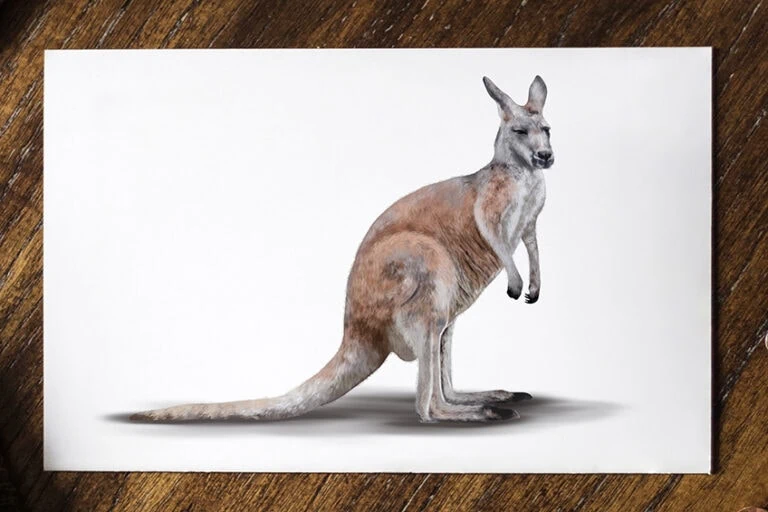 Känguru zeichnen – Lerne ein Känguru zu malen