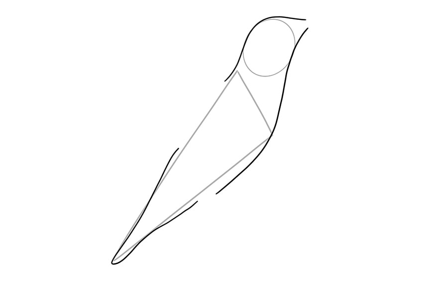 kolibri zeichnen 01