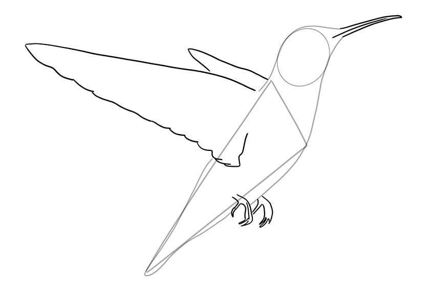 kolibri zeichnen 03