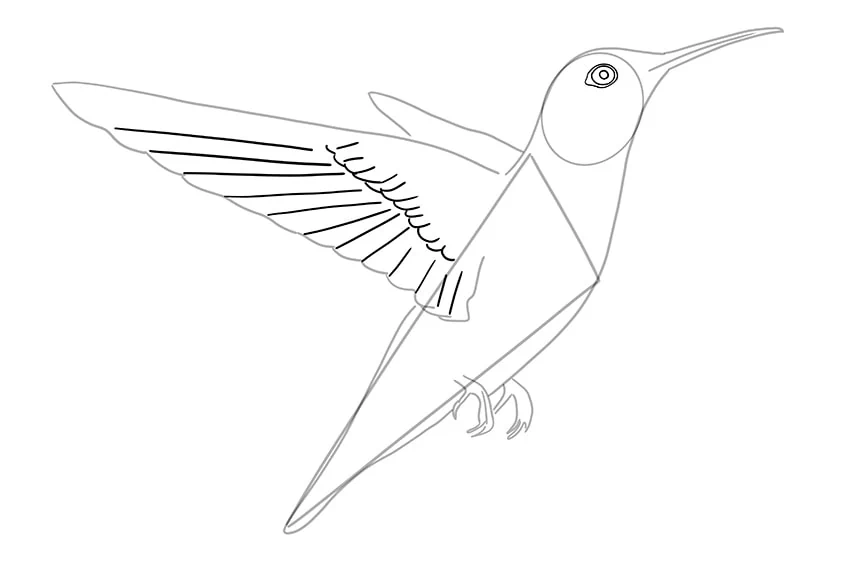 kolibri zeichnen 04