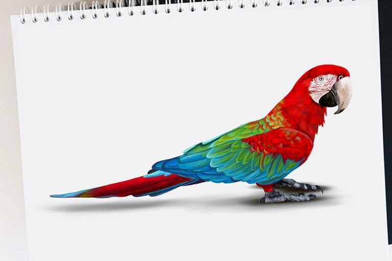 Papagei zeichnen – In 12 Schritten zur Ara Zeichnung