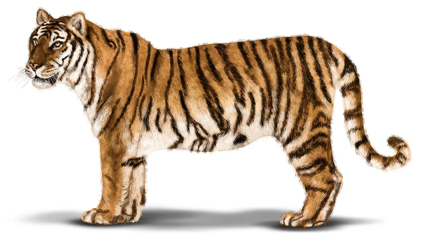 tiger malen