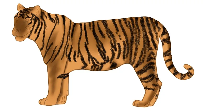 tiger zeichnen 10