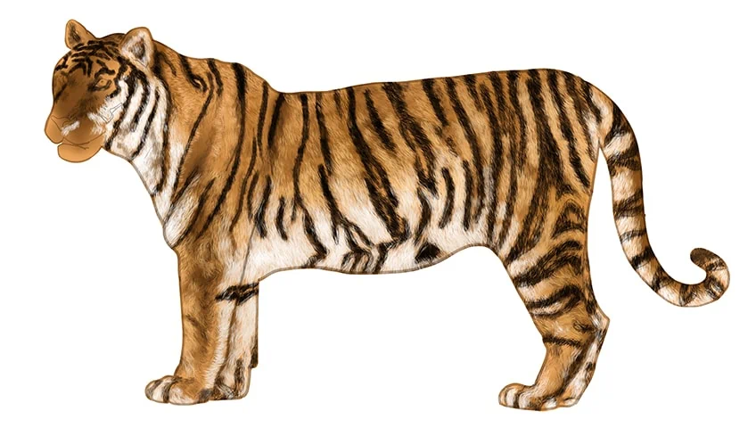 tiger zeichnen 12
