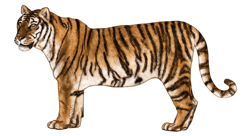 tiger zeichnen 13