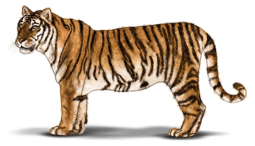 tiger zeichnen 16