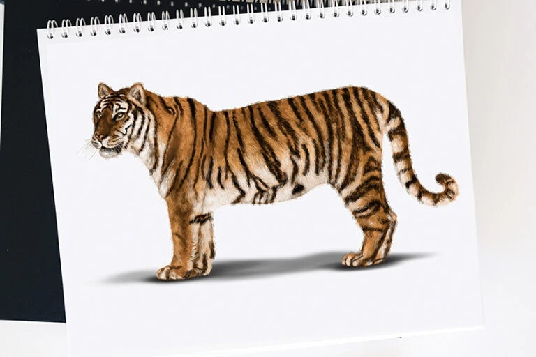 Tiger zeichnen – Lerne das Malen eines realistischen Tigers
