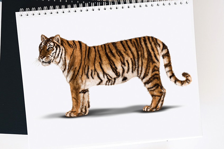 tiger zeichnen