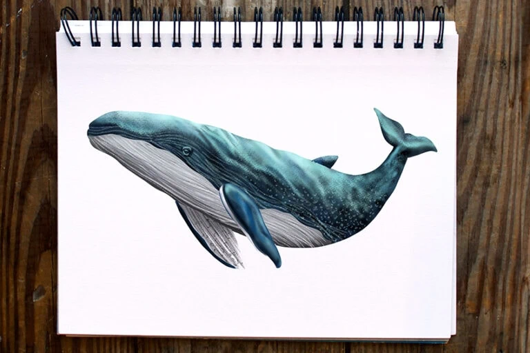Wal zeichnen – Male mit uns einen realistischen Wal