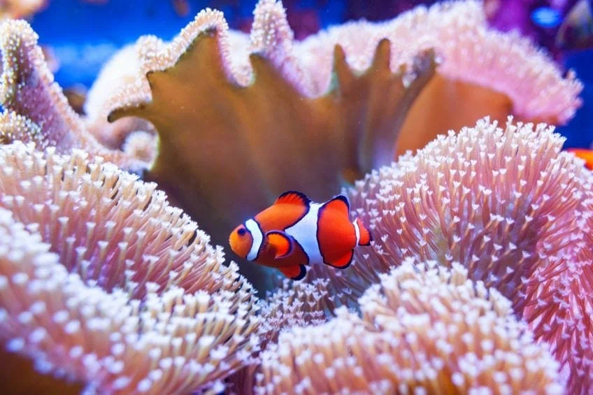 was ist koralle
