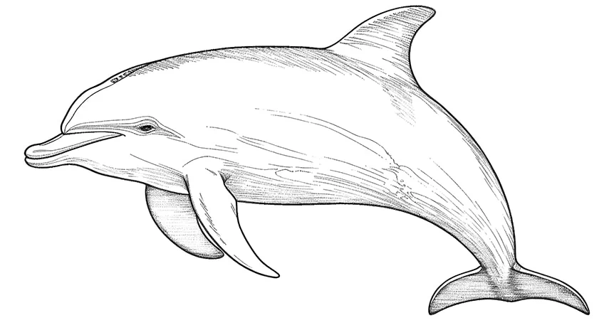 delfin ausmalbild 01