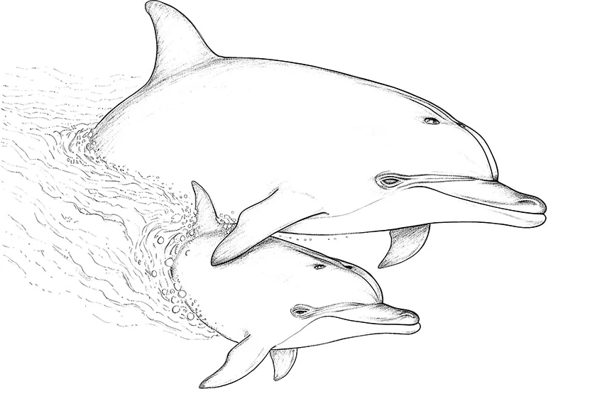 delfin ausmalbild 11