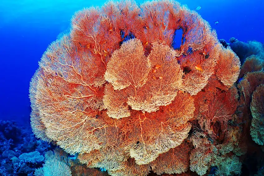 koralle lachs