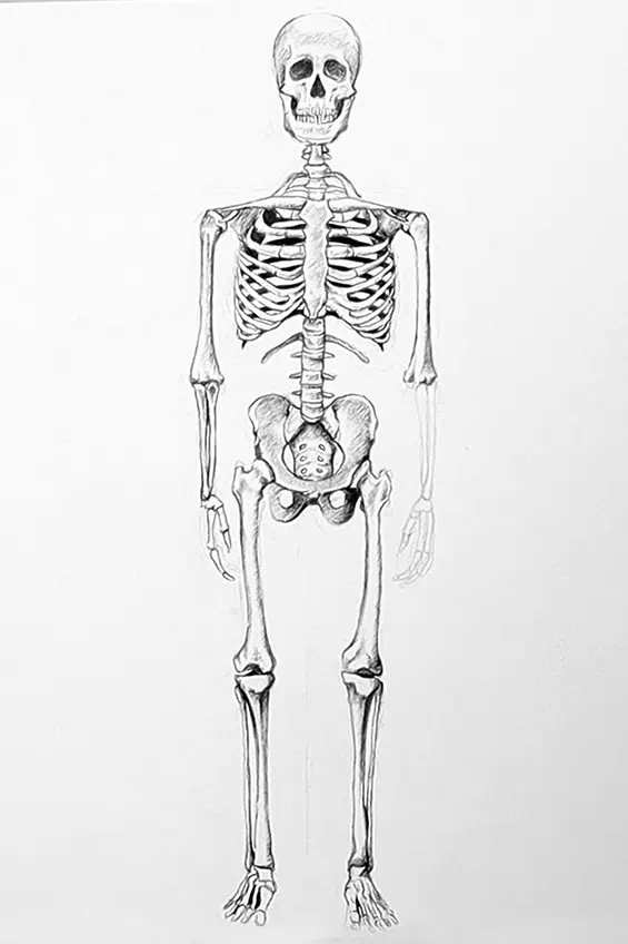 skelett malen