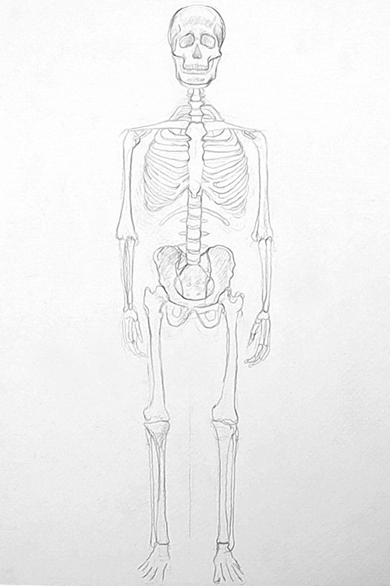 skelett zeichnen 06