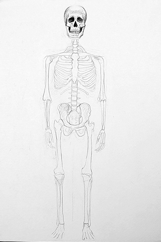 skelett zeichnen 07