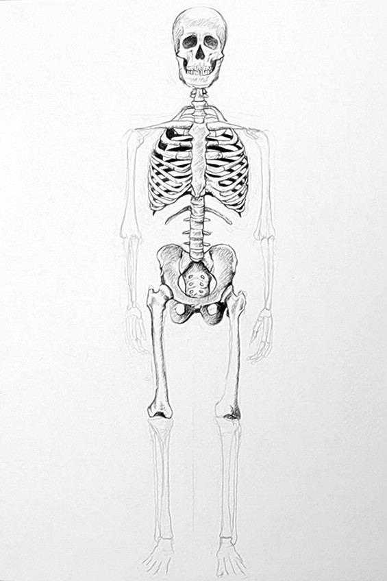 skelett zeichnen 11