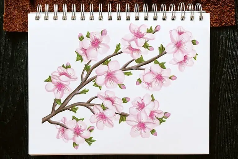 Kirschblüte zeichnen – Schritt-für-Schritt Tutorial