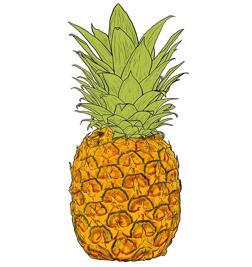 Ananas Zeichnung 10