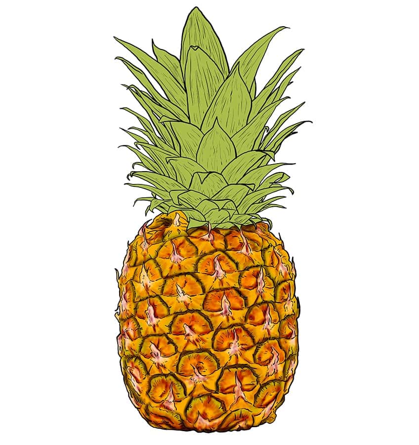 Pineapple Drawing 11