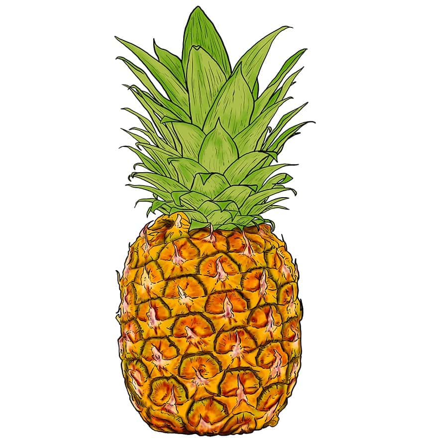 Ananas Zeichnung 12