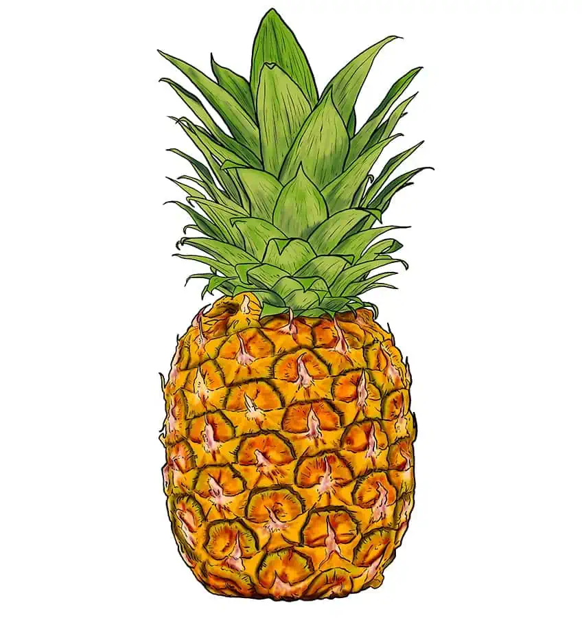 Ananas Zeichnung 13