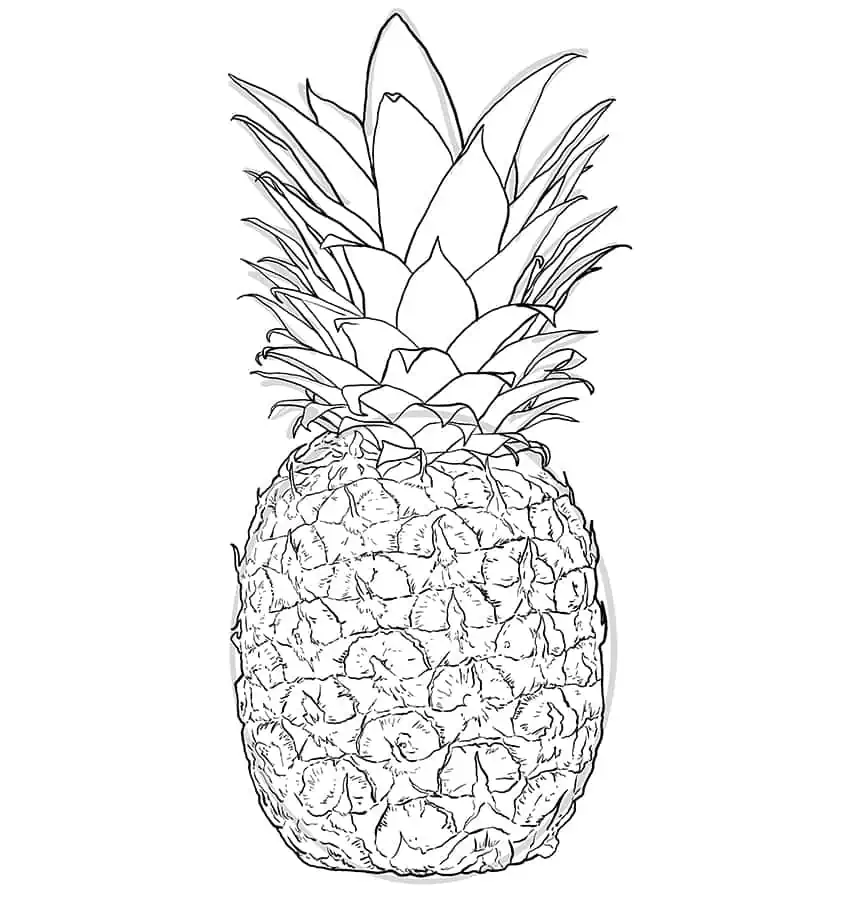 Pineapple Drawing 6
