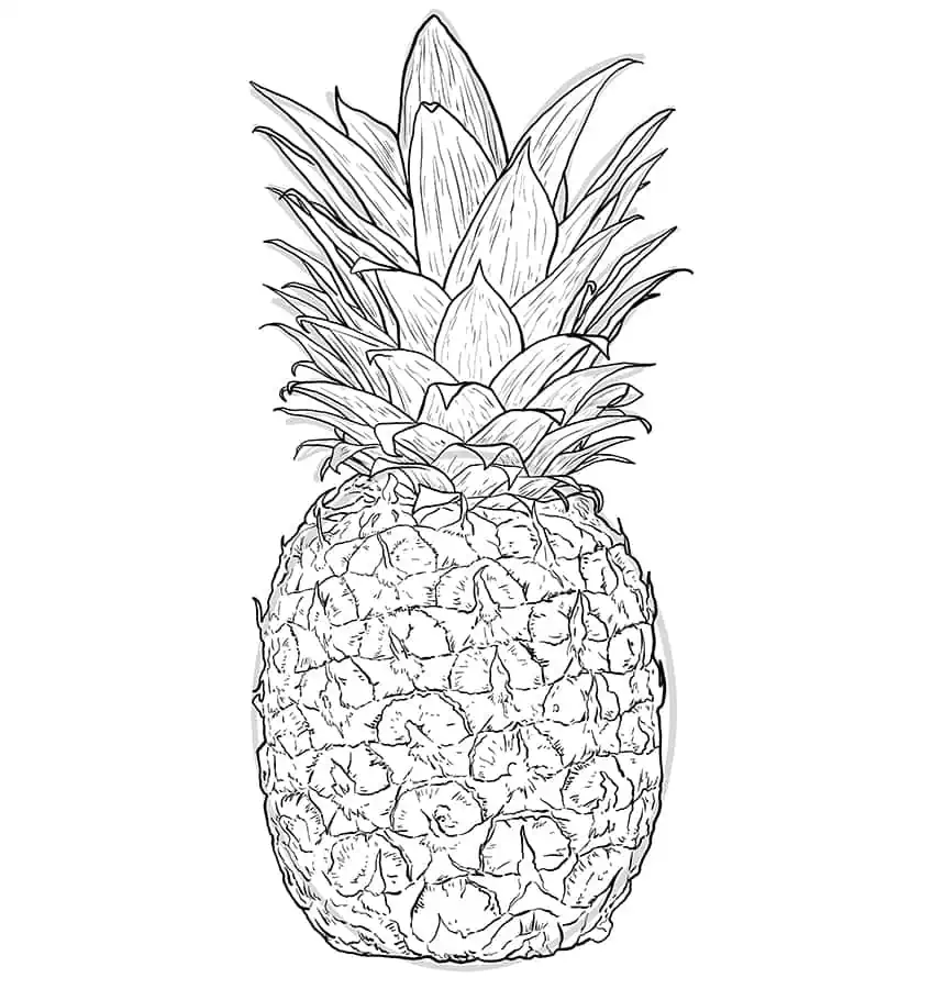 Pineapple Drawing 7