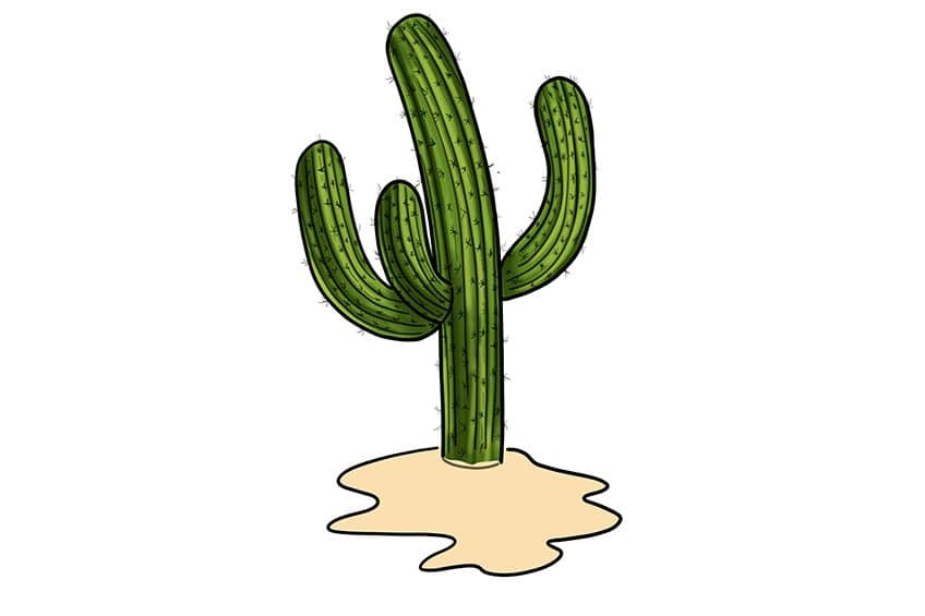 cactus drawing 12