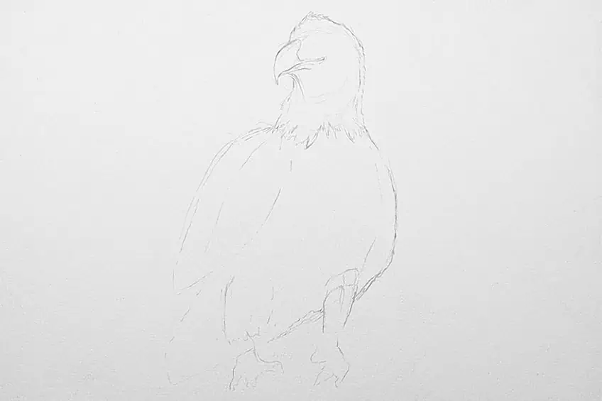 eagle drawing 04