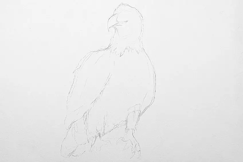 eagle drawing 05
