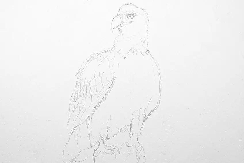 eagle drawing 07